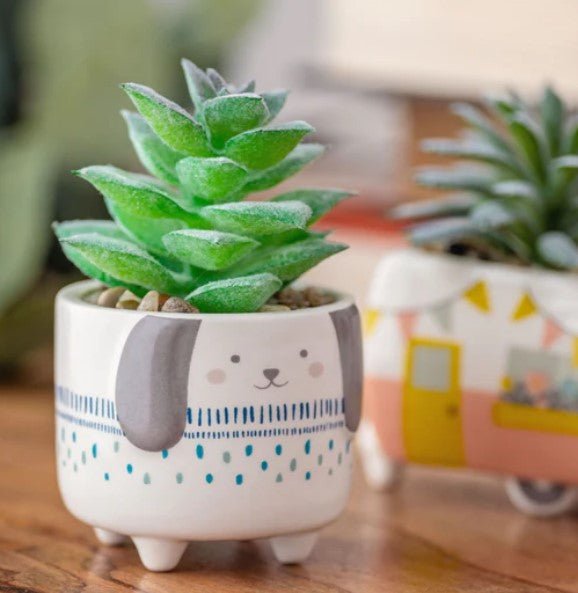 Shaped Succulent Pot - Squash Cancer